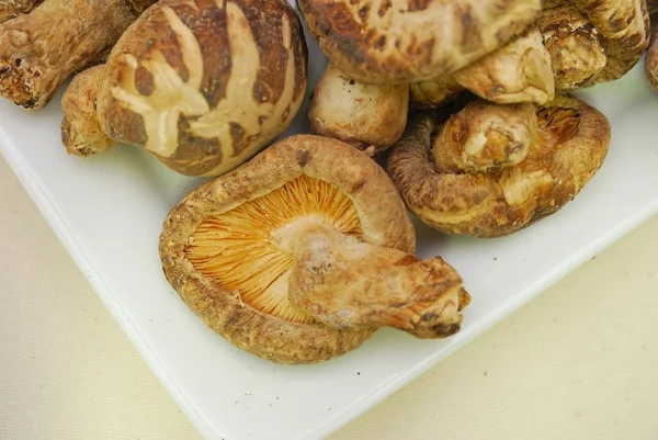 Shitake mushrooms on white plate — Stock Photo, Image