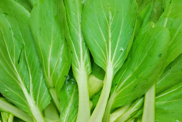 Зеленые лиственные овощи — стоковое фото
