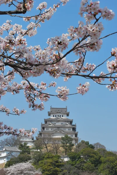 Fiori di ciliegio al castello Himeji — Foto Stock
