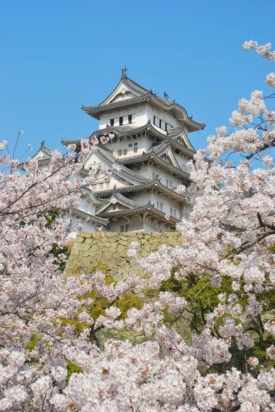 Цветение сакуры в замке Химэдзи — стоковое фото
