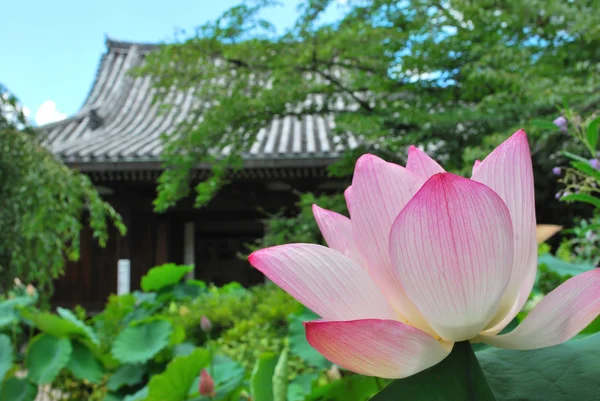 stock image Lotus flower with temple