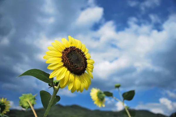 Sunflowers in full bloom dancing in the wind — Stock Photo, Image