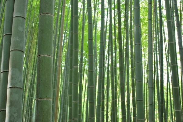 Tiro bajo de bosque de bambú —  Fotos de Stock