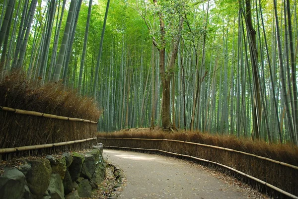 Серединна стежка вздовж щільного бамбукового гаю — стокове фото