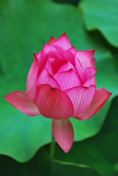 Botão de flor de lótus — Fotografia de Stock