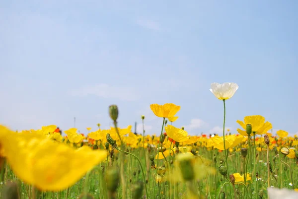 Campo de papoilas em plena floração — Fotografia de Stock