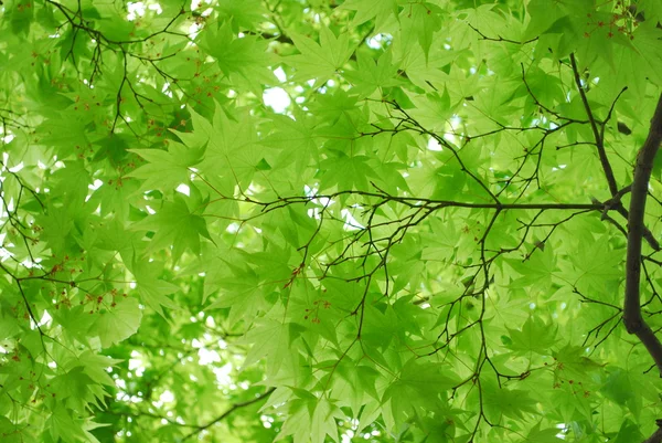 bir Japon zen bahçesinde taze yeşil