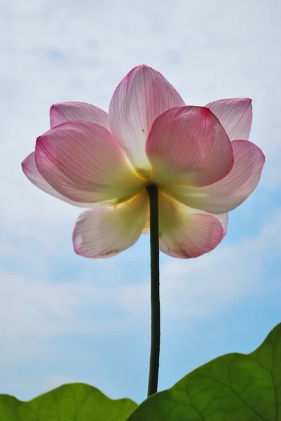 Niedriger Schuss der Lotusblume — Stockfoto