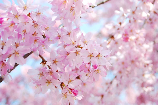 Flores de cerejeira durante a primavera — Fotografia de Stock