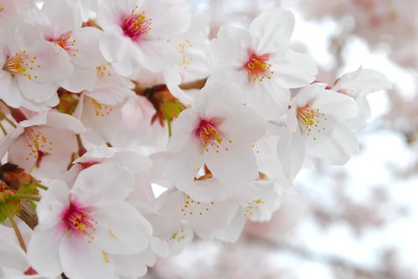 Άνθη κερασιάς άνοιξη — Φωτογραφία Αρχείου