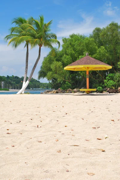 Tropiska kokospalmer och hut — Stockfoto