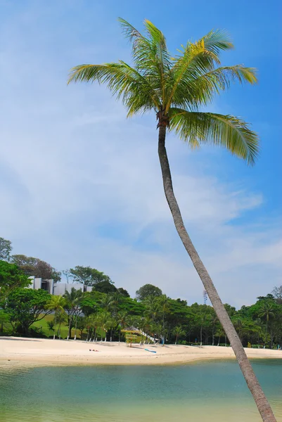 Tropical coconut trees — Stock Photo, Image