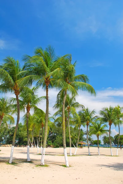Тропические кокосовые деревья — стоковое фото