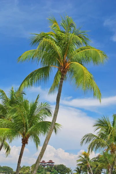 Тропические кокосовые деревья — стоковое фото