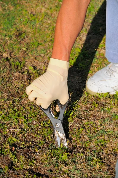 Hand removing weeds. — Stock Photo, Image