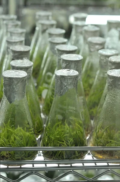 Pěstování rostlin vzorky v laboratoři — Stock fotografie