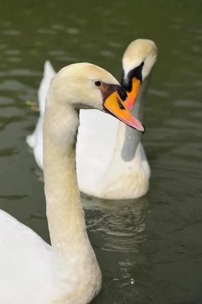 Cisne pareja en el lago — Foto de Stock