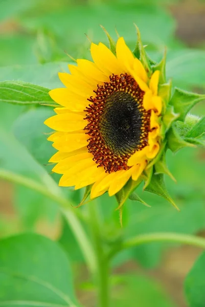 stock image Sunflower in full bloom