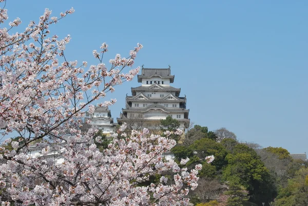 Fleurs de cerisier au château Himeji — Photo