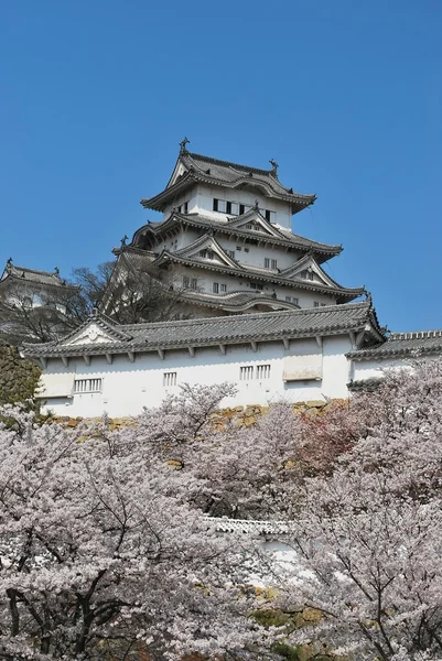 Wiśniowe kwiaty na zamku himeji. — Zdjęcie stockowe