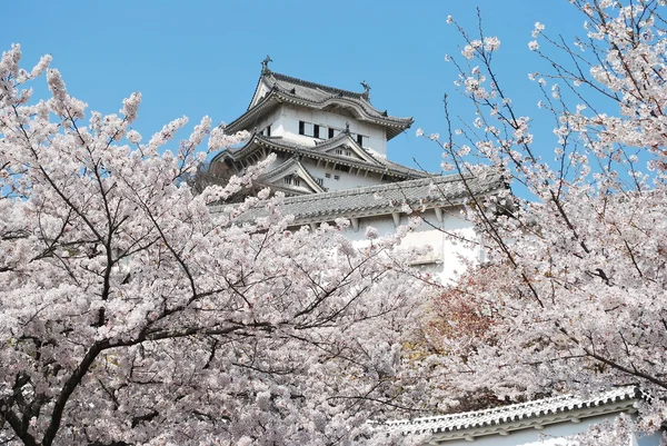 姫路城の桜 — ストック写真