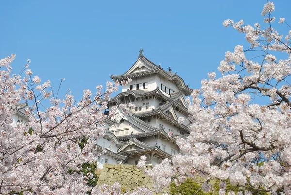 Cherry mekar di istana Himeji — Stok Foto