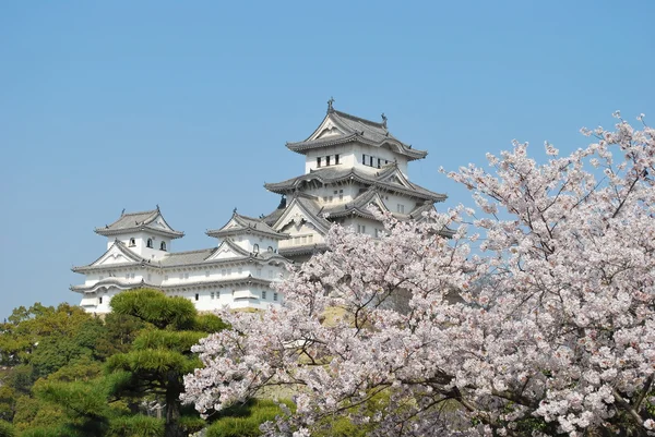 Wiśniowe kwiaty na zamku himeji. — Zdjęcie stockowe