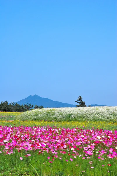 Πεδίο των λουλουδιών με το ηφαίστειο — Φωτογραφία Αρχείου