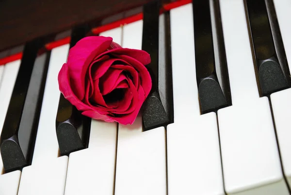 stock image Closeup of rose on piano keyboard