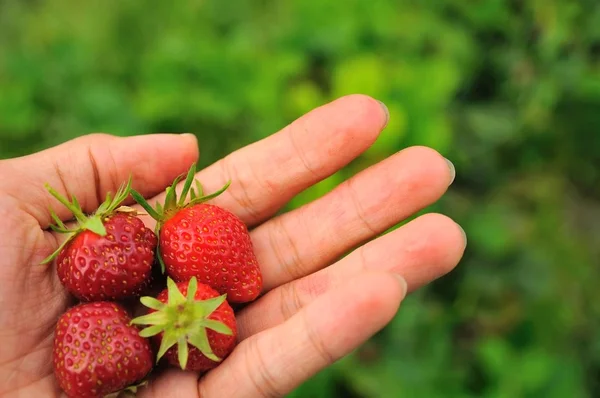 Hand holding strawberries — Stock Photo, Image