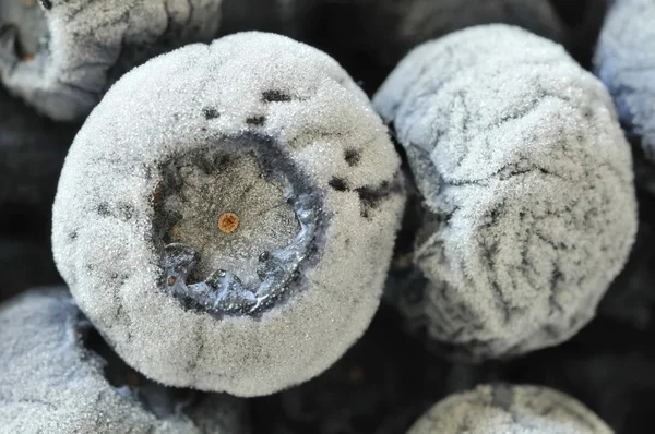 Macro shot of frozen blueberries — Stock Photo, Image