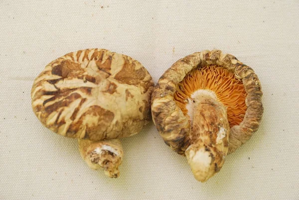 Costas e frente de cogumelos Shitake secos Imagens De Bancos De Imagens