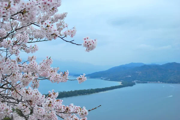 Flores de cerejeira durante a primavera Fotos De Bancos De Imagens