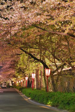 Cherry blossoms along a road clipart