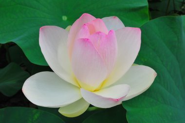 Lotus çiçeği tam Bloom