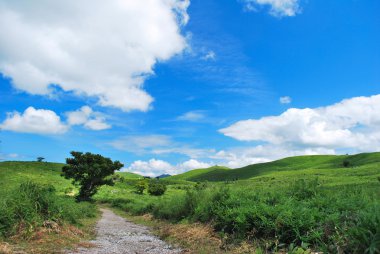 yalıtılmış bir ağaca giden yol