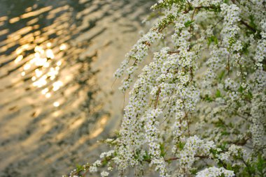 Small, white flowers against sunset clipart