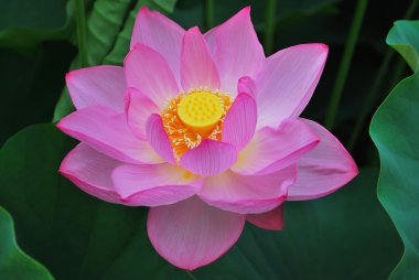 Lotus çiçeği tam Bloom