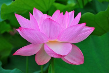 Lotus çiçeği tam Bloom