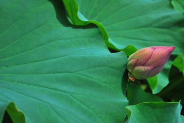 Lotus flower bud with huge leaf clipart