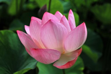 Lotus çiçeği tam Bloom