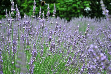 Lavender fields clipart