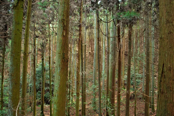 Figo floresta — Fotografia de Stock