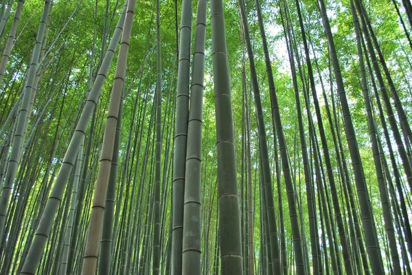 Niski strzał bambusowy gaj — Zdjęcie stockowe