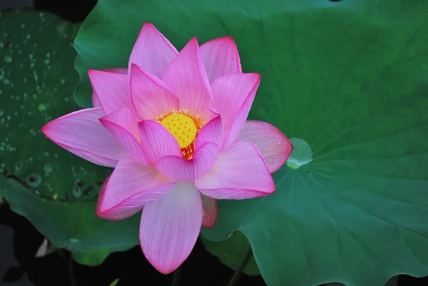 Lotus bloemen in volle bloei — Stockfoto