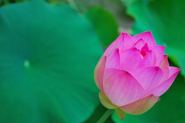 Lotus flower bud — Stockfoto