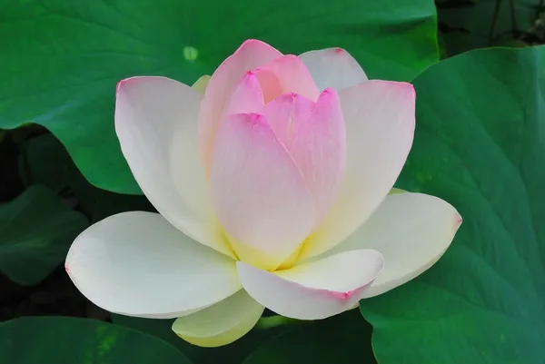 Kwiat lotosu w pełnym rozkwicie — Zdjęcie stockowe