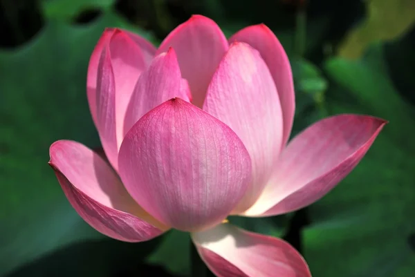 Lotusblomma i full blom — Stockfoto