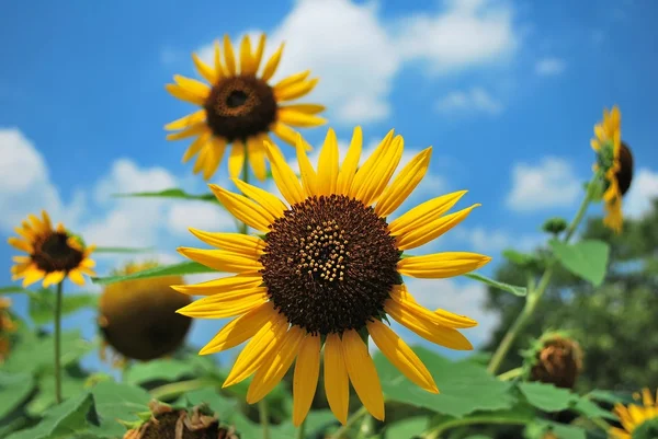Sunflowers in full bloom. — Stock Photo, Image
