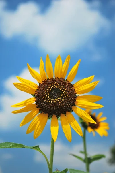 Single sunflower in full bloom. — Stock Photo, Image